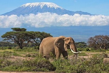Private Day Tour in Amboseli
