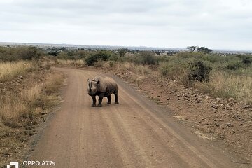 3-Day Masai Mara Wildlife Migration Experience.