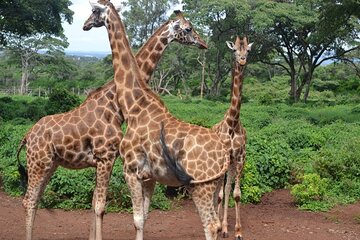 Giraffe Center Guided Day Tour in Nairobi