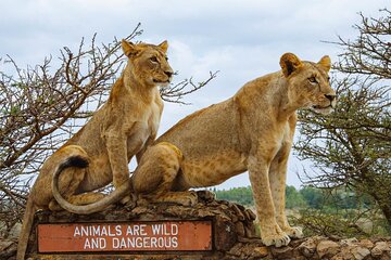 Private Half-Day Nairobi National Park Tour: Free Wifi Connection