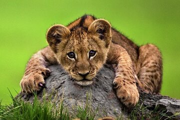 Full Day Tour To Arusha National Park Canoeing Safari