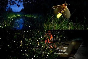Fireflies & Silver leaf monkey Gazing tour