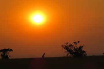 3-Day Private Safari Tour in Murchison Falls Park Safari