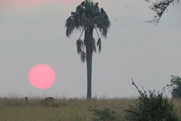 3-Day Private Safari Tour in Murchison Falls Park Safari