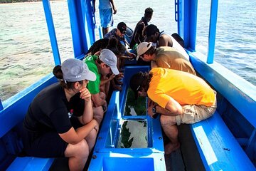 Diani Beach: Glass-bottom Boat Ride with Underwater Show