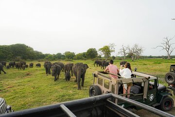 Kaudulla National Park Elephant Safari with Hotel pickup