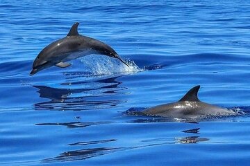 Dolphin Shelling Snorkeling Cruise in Tampa