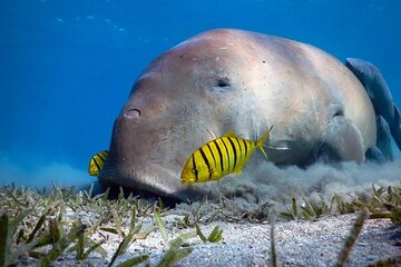 Marsa Alam: Snorkel with Sea Cows and Turtles at Marsa Mubarak