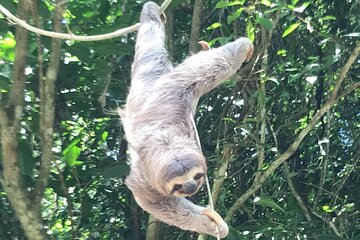 2-3-Hour Manuel Antonio Park Nature Guided Tour