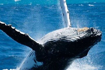 Whale Watching and Snorkelling Half Day Guided Tour in Costa Rica