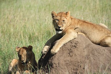 Tanzania Photoghraphic Safari