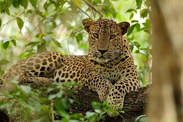 Wilpattu National Park Safari, Budget Tour from Colombo