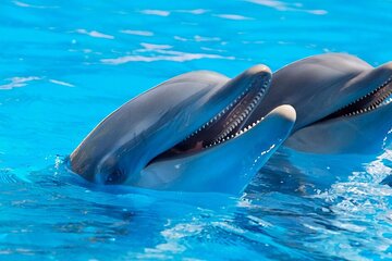 Dolphin Show & Photoshoot Package with Transfer from Hurghada