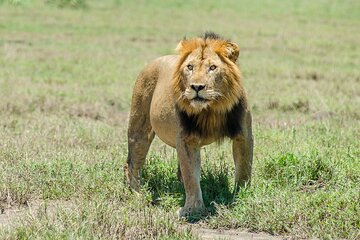 Private Safari to Kibale and Murchison Falls