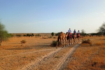 Overnight Camel Safari: Non-Touristic, Sleep Under the Stars!