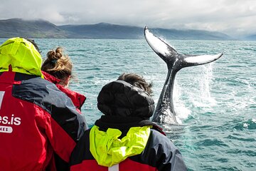 100% Whale Watching