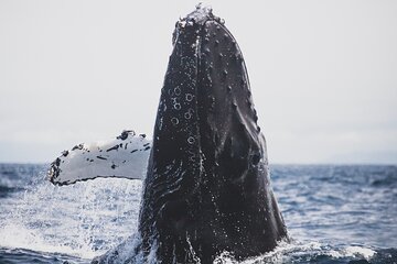 Gray Whale watching in Magdalena Bay From Los Cabos