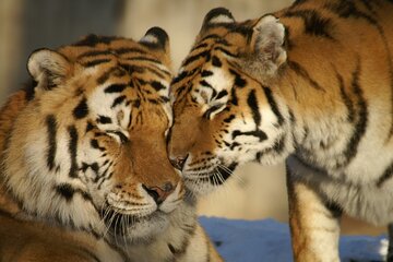 From Jaipur Ranthambore Tiger Safari Day Trip