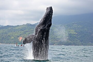 Whales and Dolphins watching Tour From Manuel Antonio