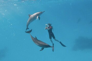 Experience Swimming with Dolphins in Sharm El Shaikh 