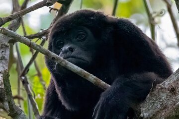 Day Trip: Meet Howler Monkeys at Churute & Make Organic Chocolate