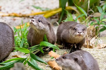 Otter Experience at Melbourne Zoo - excl. entry