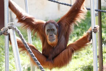 Orangutan Experience at Melbourne Zoo - excl. entry