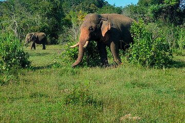 Wildlife Watching in Minneriya National Park Safari with Hiru