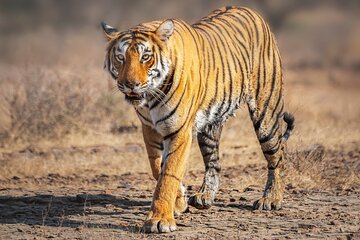 8 Day Delhi Agra Ranthambore Udaipur Jaipur Delhi Tour