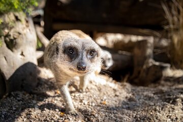 Meerkat Experience at Werribee Open Range Zoo - excl. entry