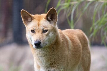 Dingo Experience at Healesville Sanctuary - excl. entry