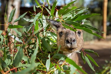 Kangaroo Experience at Healesville Sanctuary - excl. entry
