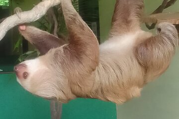5-Hour Tour to Miraflores Locks and Sloth Sanctuary