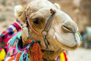 Cappadocia Sunrise Camel Safari