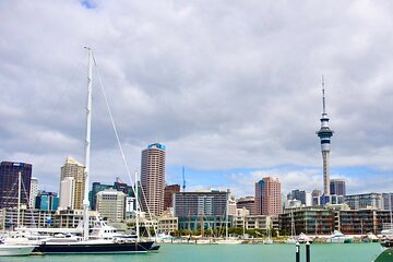 Auckland best Spots + Piha beach and rainforest day Tour