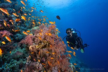 Dive in Sharm El Sheikh - Diving boat trip for certified divers