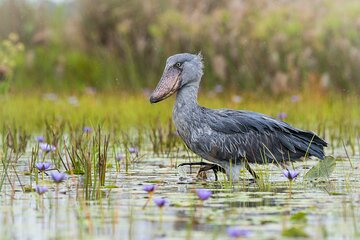 6 Hours Shoebill Stock and Mabamba Birding Private Experience 