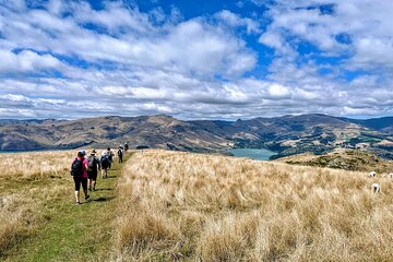Full Day Guided Walking Tour and Picnic around Godley Head