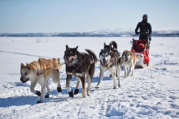 6 Day Winter Wonderland Tour in Yellowstone National Park