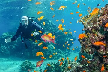Snorkeling trip from Luxor to the Red Sea