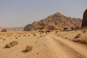 Wadi Rum Full Day Jeep Tour 