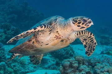 Shore Diving with private beach access & Lunch