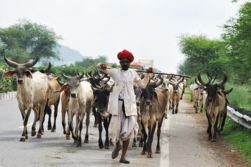 7 Day Golden Triangle with Udaipur-Delhi Agra Jaipur Udaipur Tour