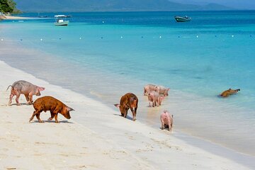 Paradise and Pigs Full Day Excursion from Puerto Plata with Lunch