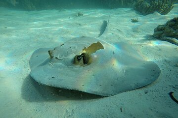 Snorkeling Adventure to Daymaniat Islands