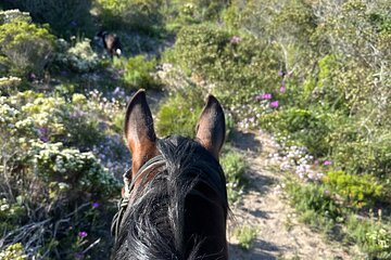 Half day Horse back safari