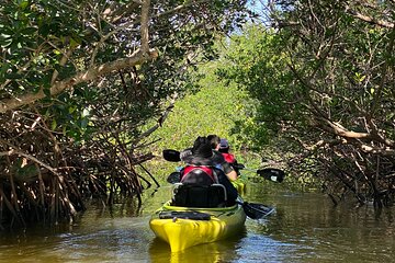 Manatee and Dolphin Kayak Tour