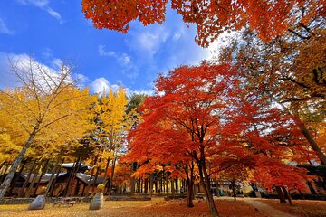 Private Tour to Alpaca world &Nami Island& Railbike with Tickets