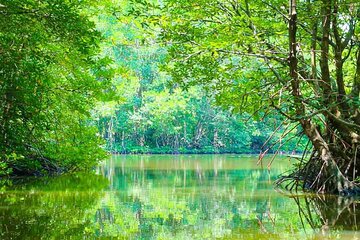 Can Gio Mangrove Forest 1 day tour