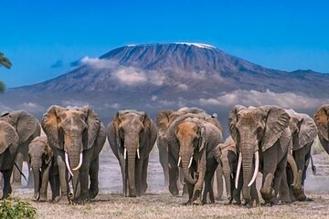 Amboseli National Park Day Tour